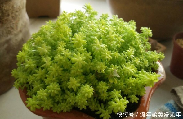 5好养易打理的多肉,一盆肉嘟嘟,轻松爆成瀑布,比绿萝还好养