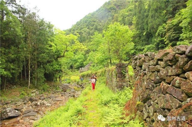 镇海|这条美如童话世界的温州野花古道，春日里必走一次！