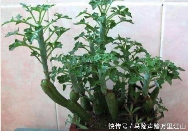 大姐|大姐上山溜达,无意捡到几根”黄瓜“,种院子几个月后,惊喜来了