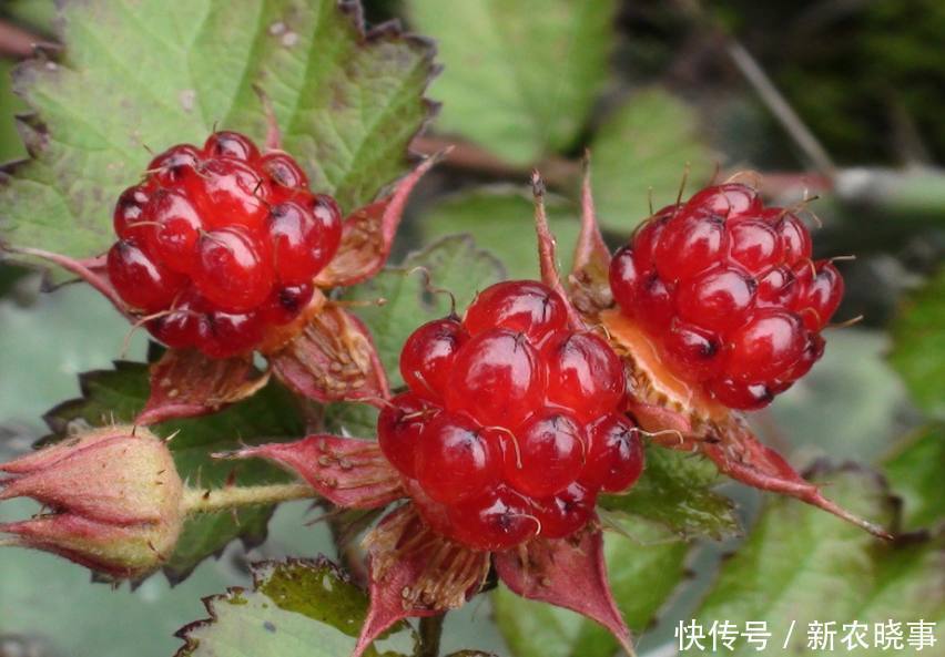 刺泡兒|公認(rèn)最好吃的3種“野果”,不用洗直接吃,第3種營養(yǎng)價(jià)值最高