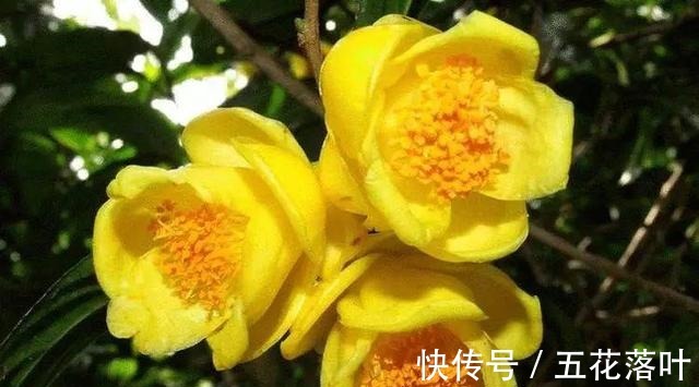 此花是“植物大熊猫”，色艳又浓香，营养丰富，适合居家养植！