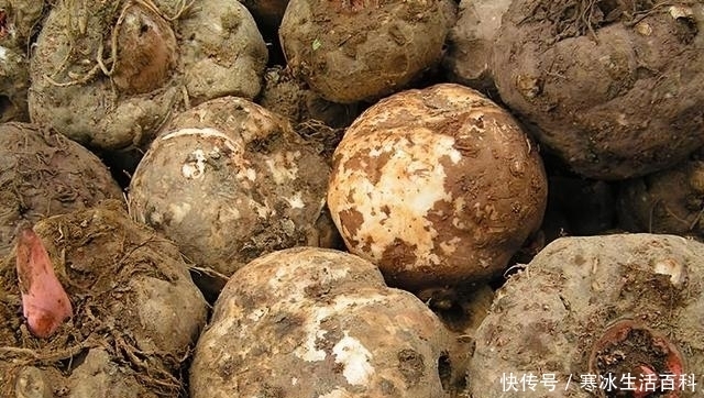 美食|它是国内传统美食,却全株含毒,如今更是网红美食,很多人爱吃