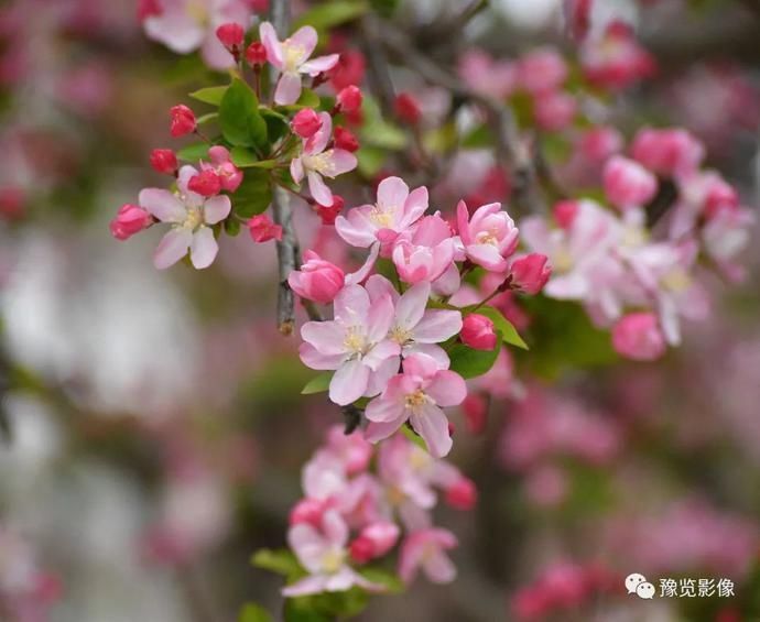 春分，赏花品香不负春