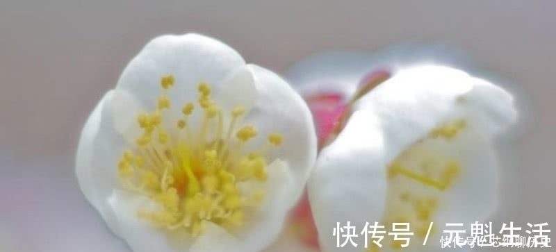 王冕$元代落魄才子一首咏梅诗,不同桃李混芳尘,写出了冰清玉洁的梅花