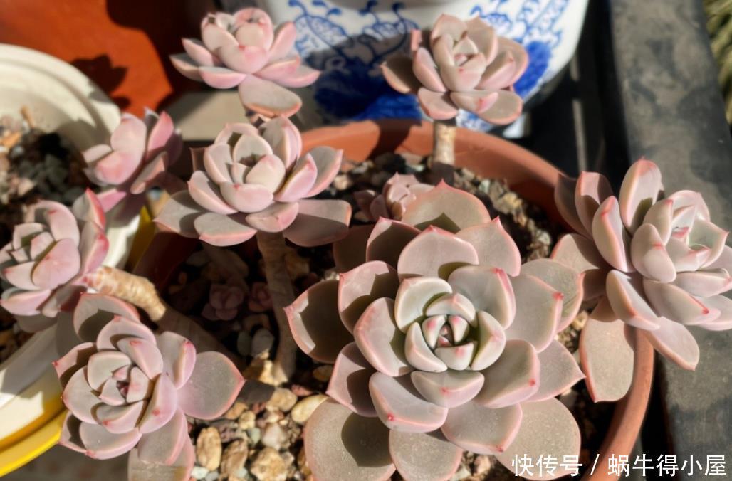 尽管红粉佳人是普货多肉品种,但是出状态之后,一点都不比贵货差
