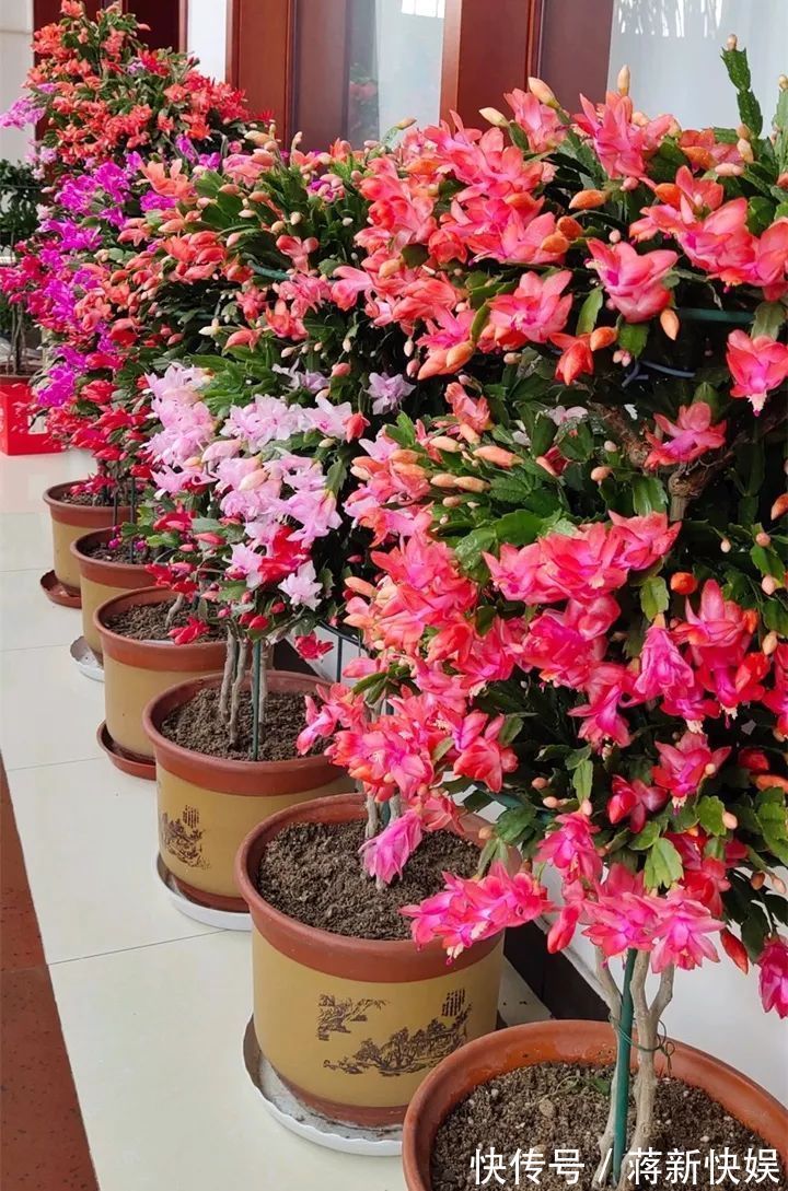 五种开花小机器，超级“爱开花”，家里养一盆，秋冬有花看