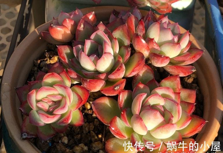 不想等到春暖花开?那10月快给多肉换盆吧!再不换天气可就真冷了