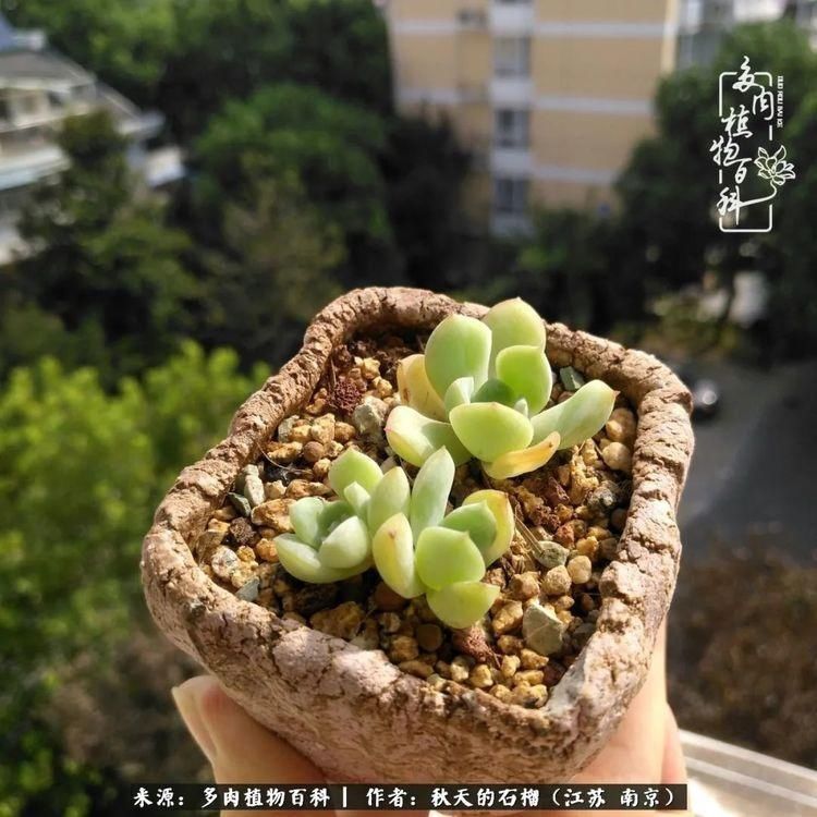 渡劫归来的肉肉,谁是谁的前世,谁又成了谁的今生