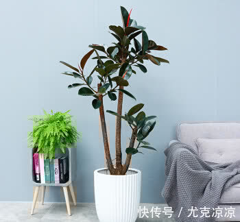 5种养人花，建议卧室养一盆，促睡眠“养精神”，温馨又大气