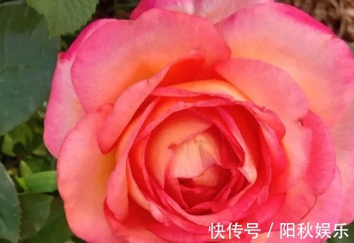 月季花|5种花卉“别乱养”,香气“有毒”,放在卧室并不好,别疏忽!