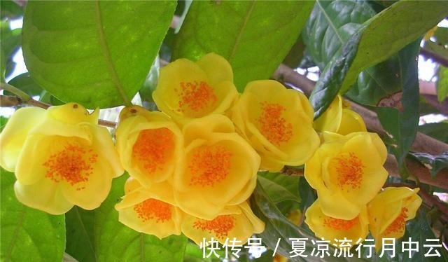 花朵|此茶花被誉为“植物黄金”，花瓣金黄，营养丰富，观赏食用两不误！