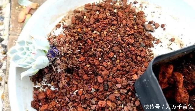 妖妖|多肉饿着养,个个土肥圆,越矮越小越值钱