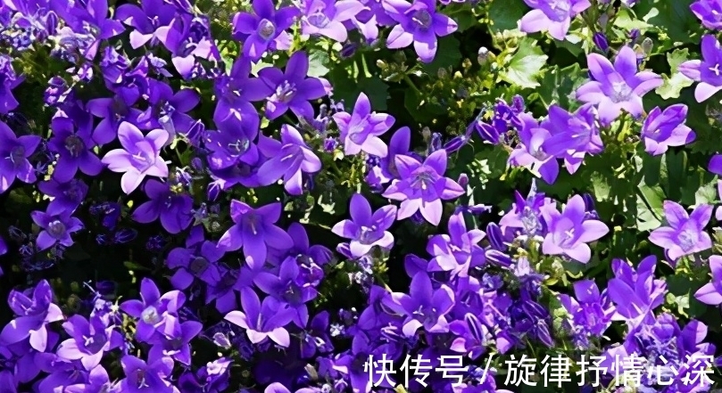 10种冬天会休眠的花,别急着扔了