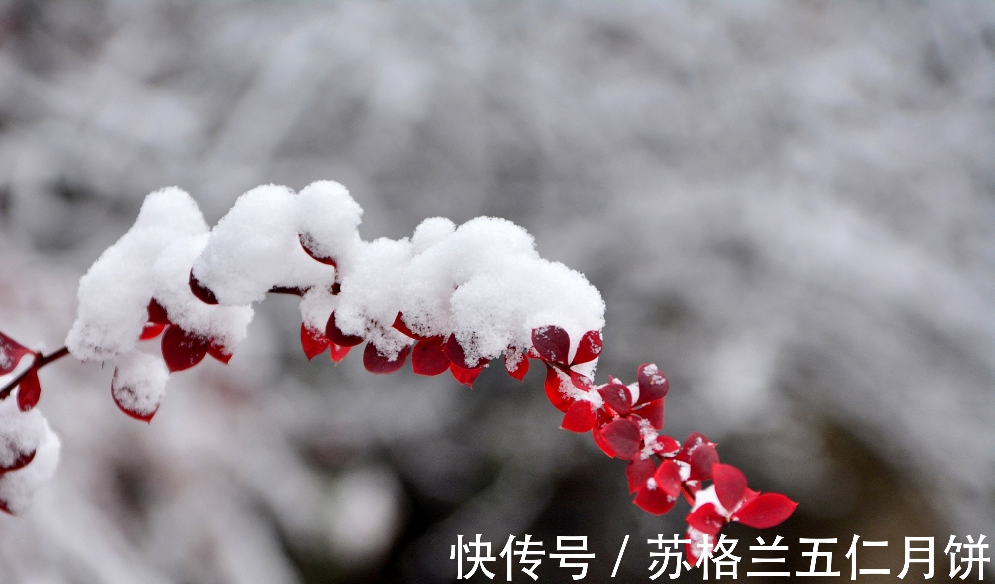 江烟！《小雪》唯美古诗荟萃，透视千古诗客雪中情怀