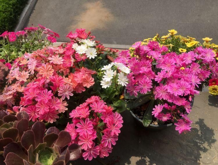 一种“特殊”多肉,皮实泼辣,天天开花,比长寿花还漂亮