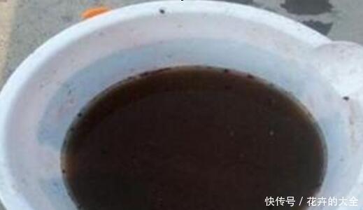 蟹爪兰|用2种水浇花,无臭味、肥效好,淘米水、黄豆水都不用了