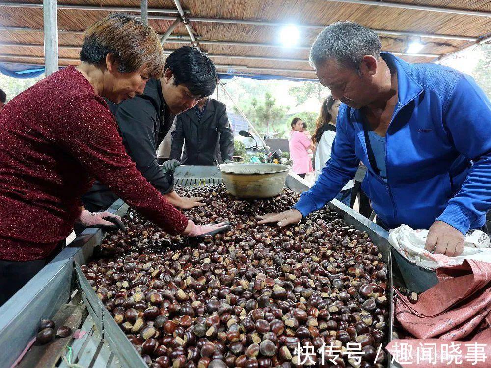 野生|饥年的救命粮,儿时一捡上百斤,剥壳就能吃,如今4元一斤很抢手