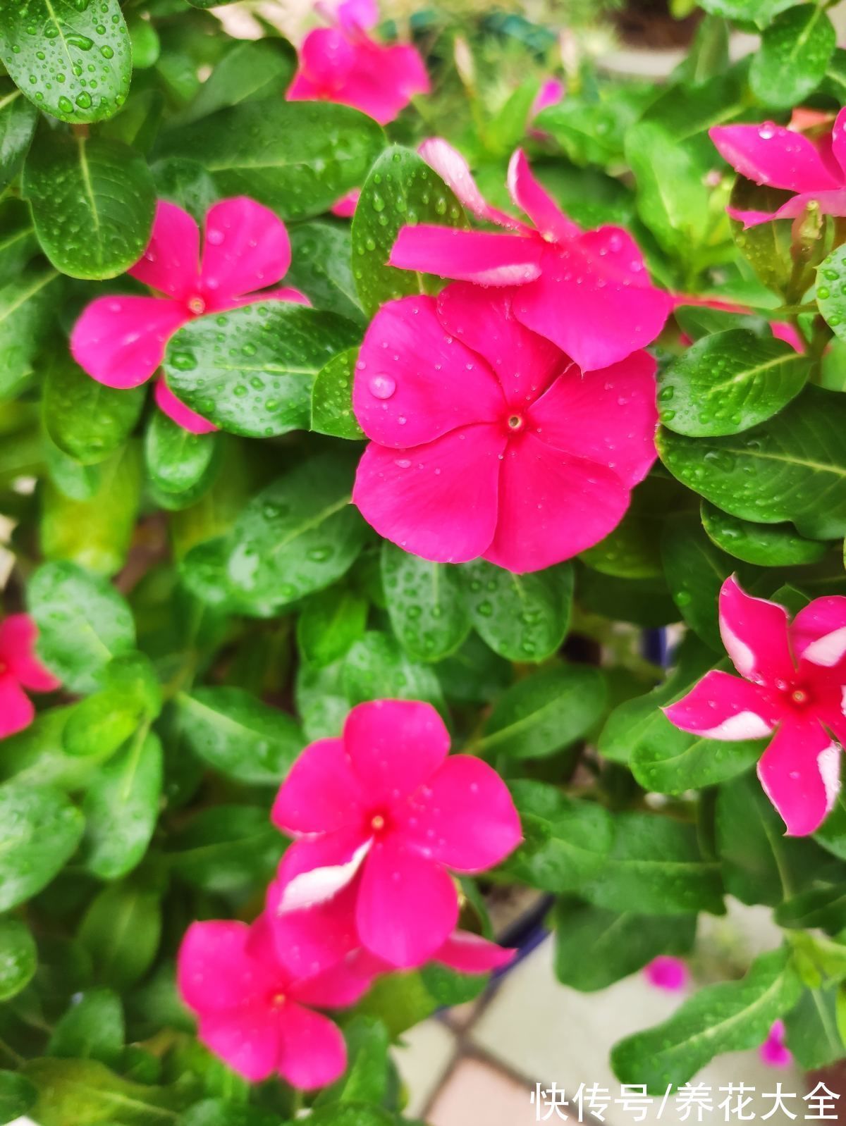 米兰米兰|5种四季开花的植物,养一盆在家里,四季有花看