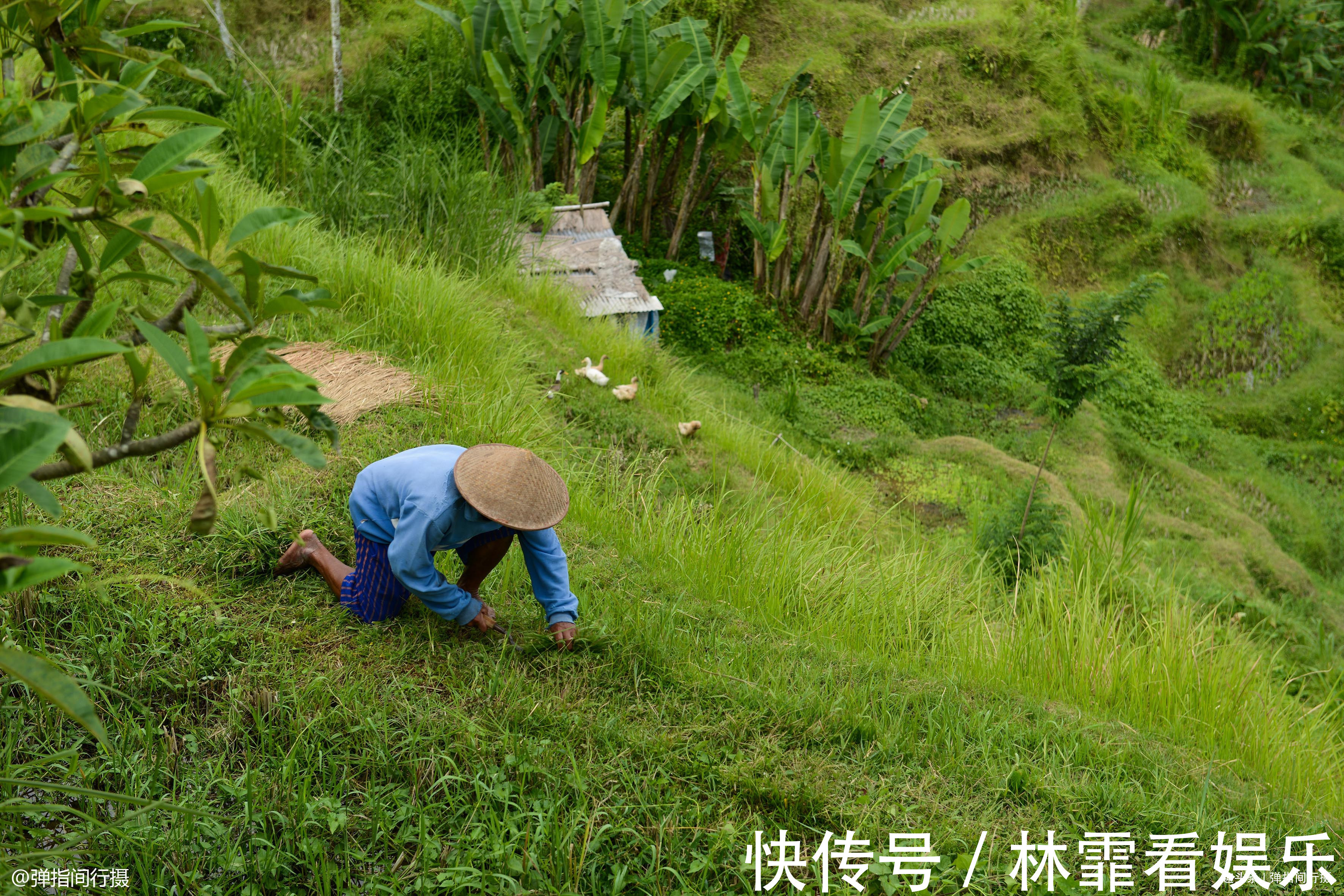 耕地|巴厘岛农田告急，当地举办“稻草人节”捍卫耕地，反成旅游增长点