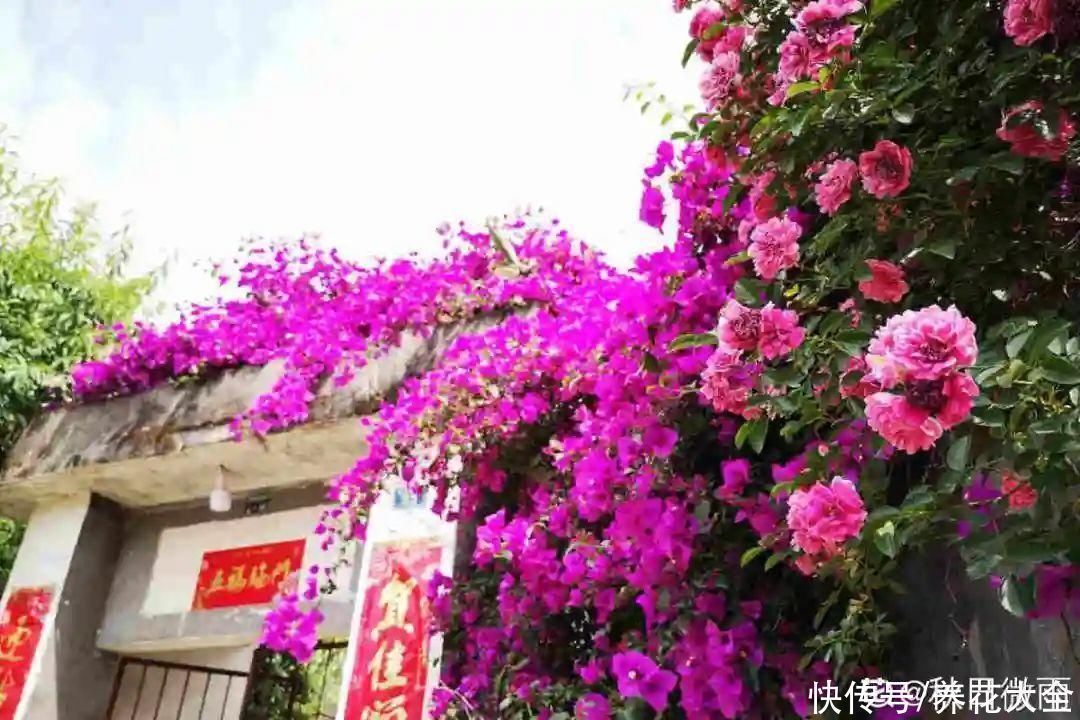 16种特长寿的植物，养十年以上，那都算年轻