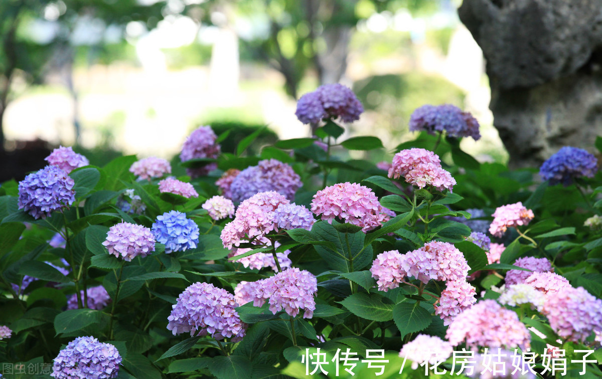 夏天到了,很多花卉准备睡觉了,这4种花却越活越精神,花开满盆