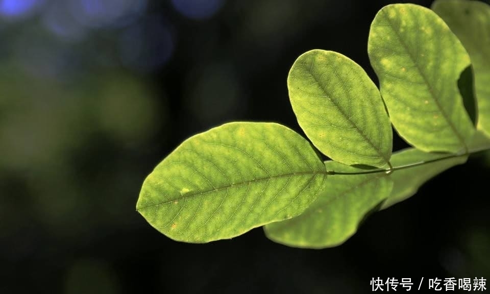 树叶|一片树叶降血压!到处都有,常被人踩在脚下