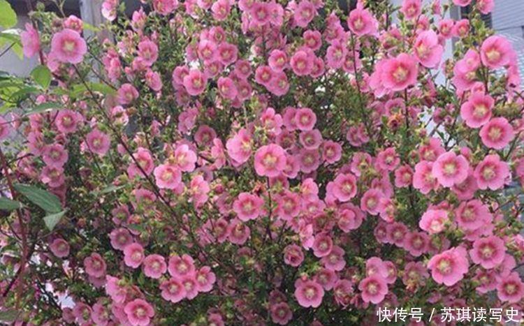  种花|4种花好养如绿萝，简单易成活，对待新手很友好