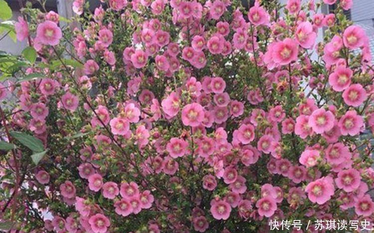 种花|4种花好养如绿萝,简单易成活,对待新手很友好