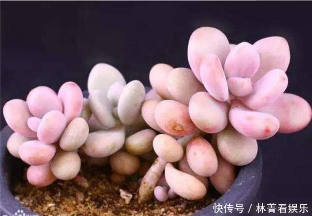 叶片|养多肉5年,告诉你4种“多肉”值得养,秋天晒一晒,10天变彩色