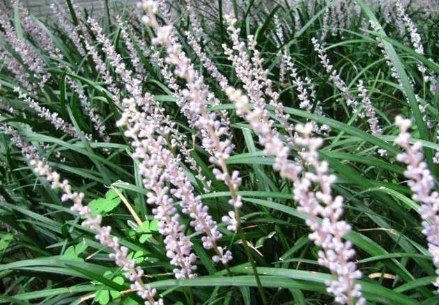 太美了这些草比花还漂亮,第一种就迷倒很多人