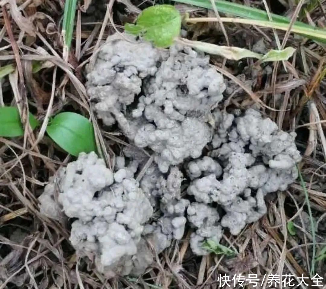 给花浇水掺点白醋，植物根比萝卜还粗，健壮不黄叶