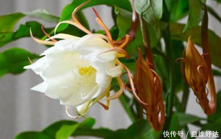 迷人|最有仙气的3种花，迷人的花朵，开满整个花盆，快养起来吧！