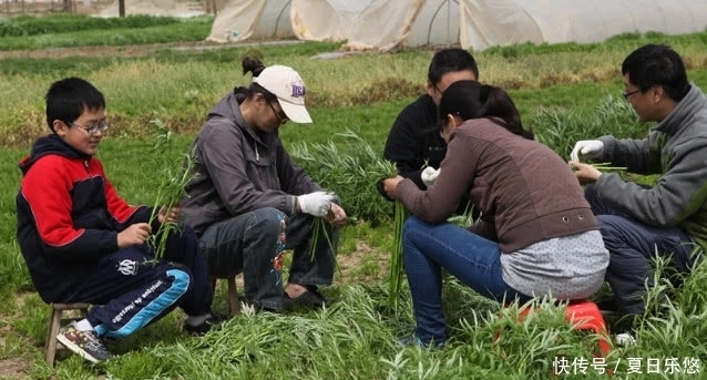  中年|这野菜人称“瘦人草”，殊不知营养价值高，可治便秘，你吃过没