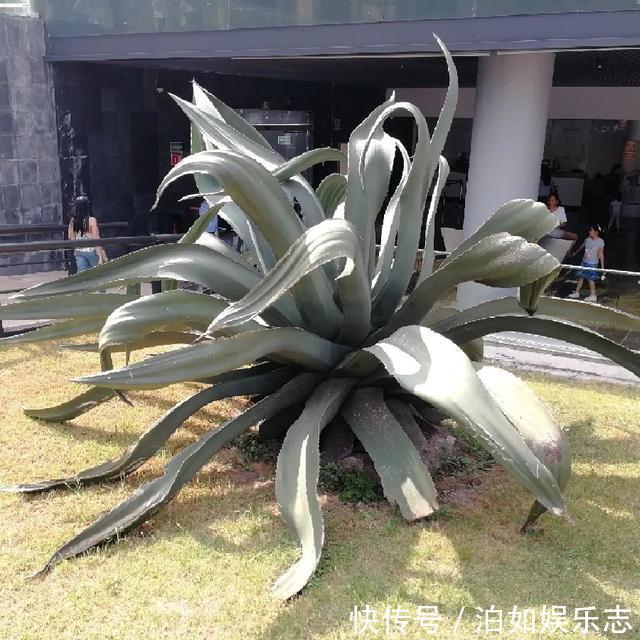 这些植物“老寿星”，个个能活100岁，泼辣无比，比人还长寿
