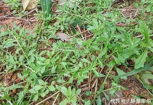 野菜|一种野菜,鸡鸭都不吃,狗见了都发愁!却深得大家的喜爱