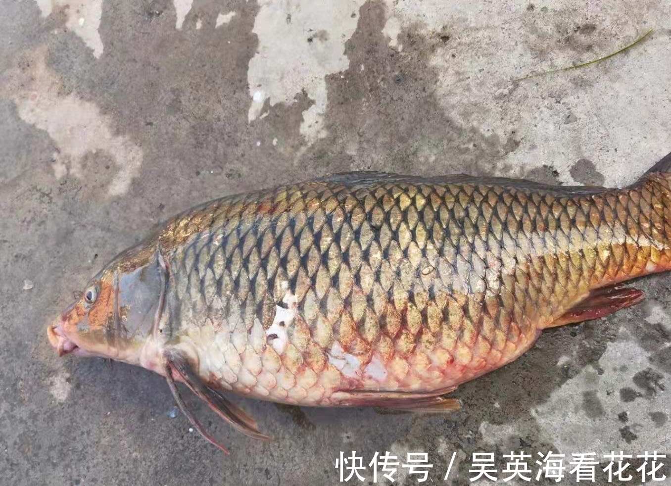 老弟|秋季野钓鲤鱼的秘密,用得好大鲤鱼排队咬钩,用不好只能钓鲫鱼