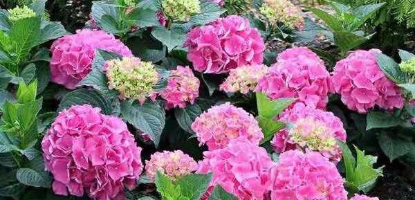 长花蕾|最厉害的养花营养液给花喝一勺,根壮叶肥绿,开花多又艳!