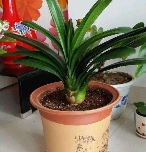 君子兰长得慢，给它吃一点“钙片”，根壮叶绿疯长，开成大花球