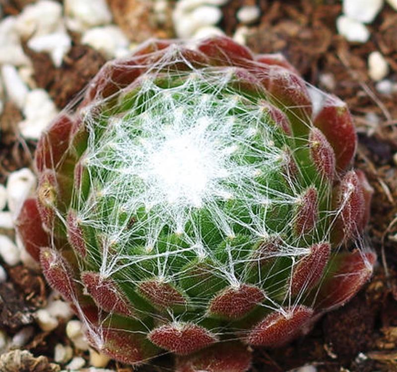 植物|长生草多肉品种真够多的,状态样式都各不相同,一起来认识一下吧