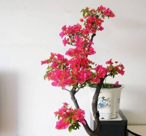 盆景|三角梅养成盆景又美又飒，爬成花墙热情浪漫，爆花成球秘诀在这