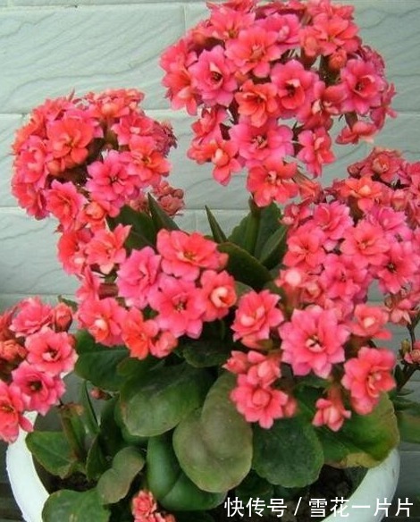 卧室养三种花,叶片绿,开花艳,空气清新,睡眠质量高