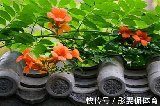 家里有小院子,三种花草不要种,容易泛滥招蛇虫,很多人都害怕