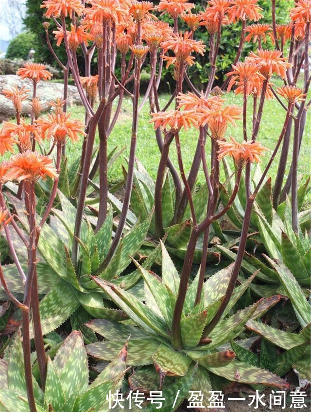 如果你家芦荟长这东西,别剪掉,请珍惜,比较少见!