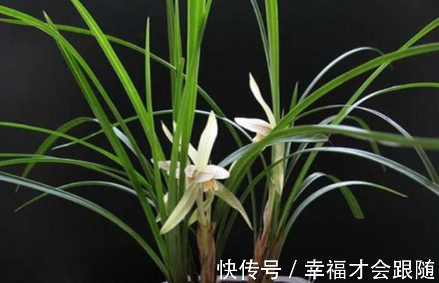 养分|新手花友给兰花换盆,提前了解5个要点,根壮叶绿长势旺