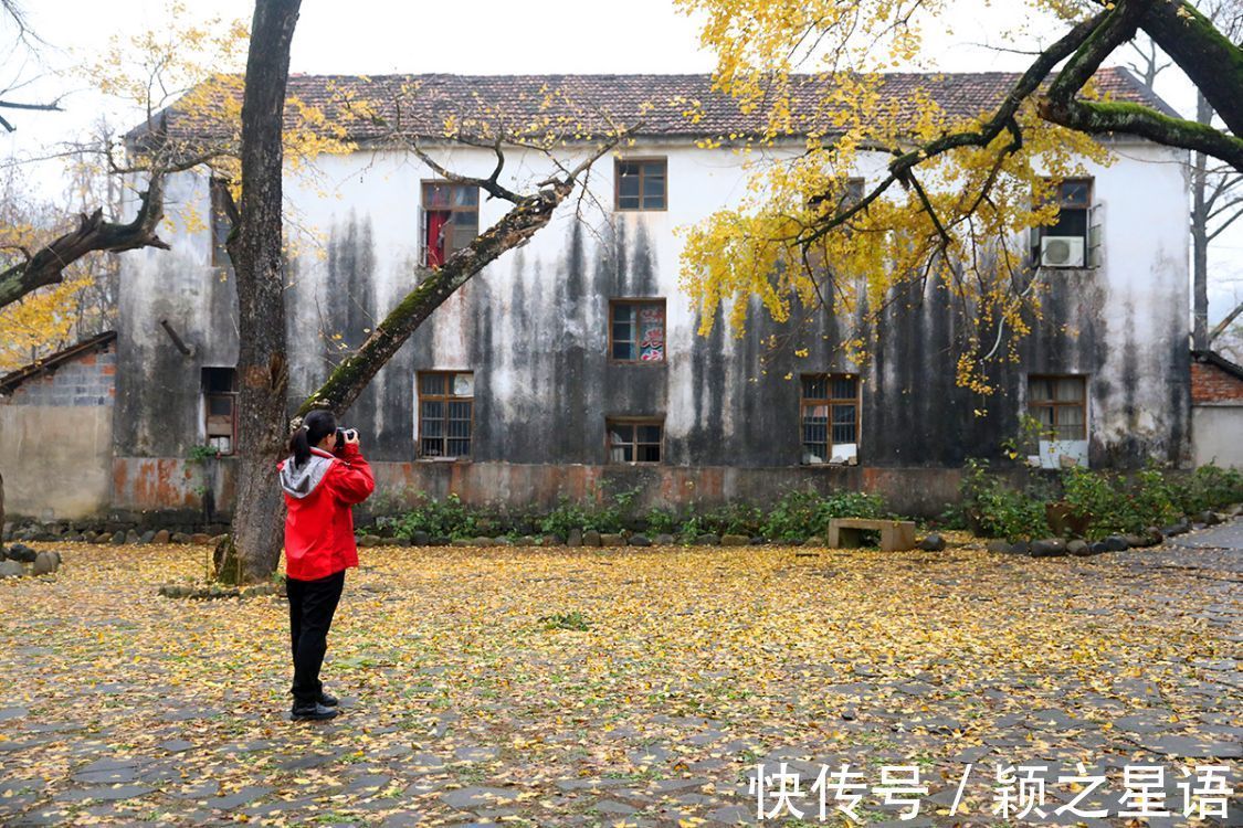 银杏树|浙江两处十里银杏长廊，一处声名远扬，一处低调冷清