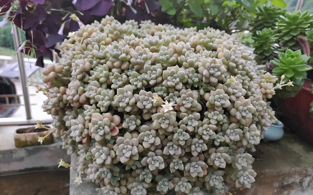 浇水|夏天养多肉，防晒并不是最重要的，做好这4件事就能少收空盆