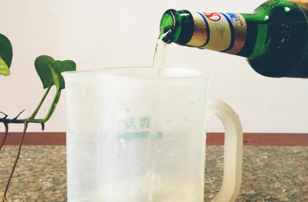 养花用啤酒,该怎么帮助根叶成长,改善土壤排水透气性?
