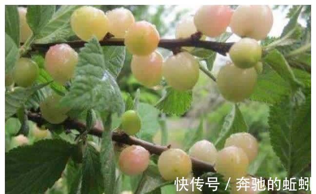 淡化|女性晚上当零食吃几颗,气色足了,淡化皱纹,肌肤细腻显年轻