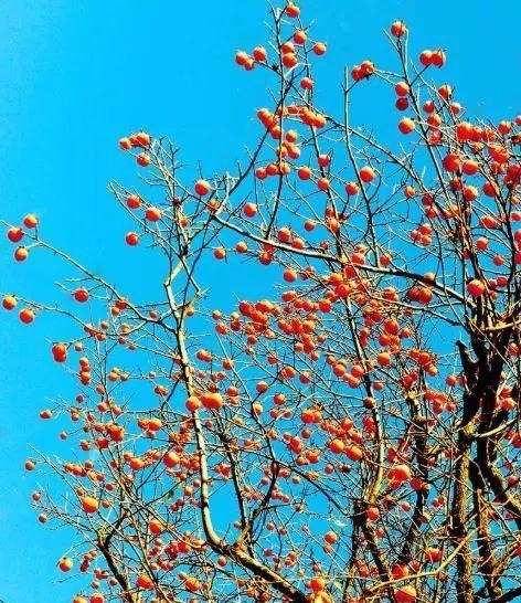 农村|老人说门前有三树,家兴富三世,是哪三种树呢你知道吗