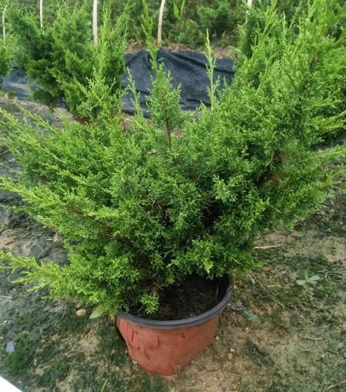 盆景|家中无法养这三类绿植,白送都不要,危害很大不建议养